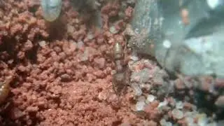 Super rare Mystrium oculatum workers carrying brood