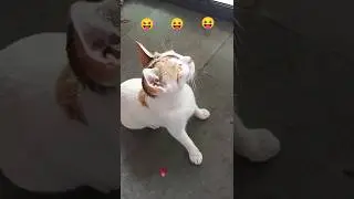 cat sound attract 🐱realistic multiple&zwnj;  #billimeow#billikiawaz #funny#billi #shortsfeed #catvideos