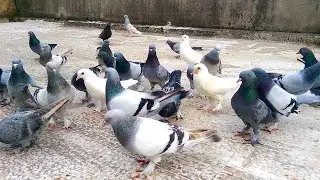 YENİ GELEN VE YAVRU OYUN KUSLARINI KALDIRDIK