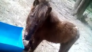 Anne's horse farm