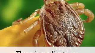 3 Ways to Prevent Tick Bites