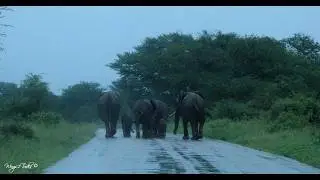 Highlights Day 3 of 15, Kruger Floods &ndash; 15 Jan 2026. Endless Rain & Animal Roadblocks