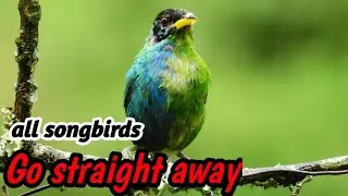 Relaxing Natural Bird Sounds for Songbirds Training