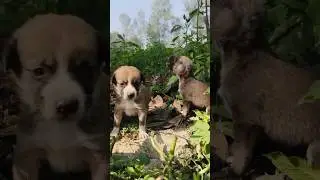 #reels #shorts #trending barking voice dog sound #biroydas #puppy #youtubeshorts #shortsfeed