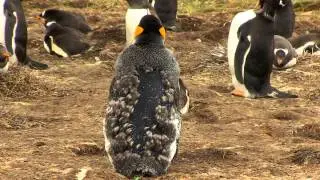 King Penguin Molting And Losing Most of His Feathers at Once