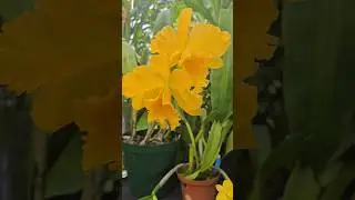 Yellow #flowers #orchid