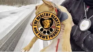 Seven dogs improunded