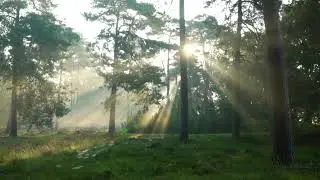 No Copyright Background, Nature Forest Video (No Sound) FREE Stock Video