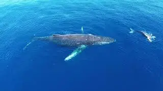 Mother Humpback Gently Lifts Calf While Playing | Maui, Hawaii (Rare Bonding Moment)
