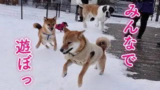 お友達を作ろうと必死にアピールする柴犬が可愛い。