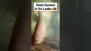 Giant Gurami In Sri Lanka 🇱🇰