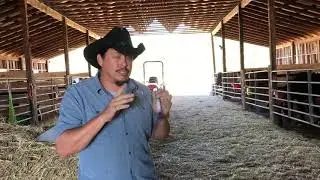 How to check your horses teeth