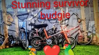 MK1 Raleigh budgie joins the early Christmas party 🥳❤️🚴🦜