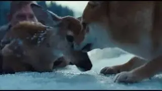 Dog Calls for Help When Deer Gets Trapped in Frozen Water