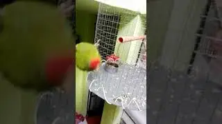 Mi lorito silva