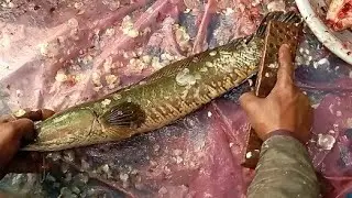 Sola Fish Cutting Live In Fish Market 🐳 Deshi Shol Fish Cutting Skills🐟