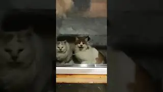 три кота и кошка.