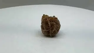 Spherical Gypsum Crystal Concretion    1