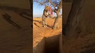 Will the leopard get the meat&hellip; or fall into a daring escape #animalbehavior #leopard #survival