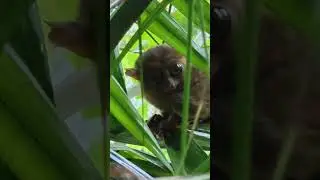 Tarsier  Monkey #blogger #travel #philippines Sanctuary Part 3 Bohol, Philippines 🇵🇭
