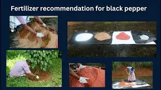 fertilizer recommendation for black pepper