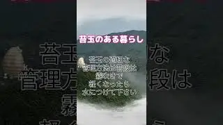 #苔玉 #園芸 #盆栽 