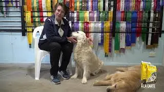 A La Carte Pet Food Review by Goldkey Golden Retrievers