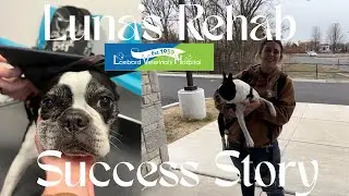 Luna's Rehab Success Story: From the Pet Parent Perspective 🐾
