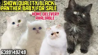 😍BLACK PANTHER &bull; MALE CUTE DOLL FACE KITTEN &bull; TRIPLE COAT &bull; FOR SALE &bull; CAT IN INDIA