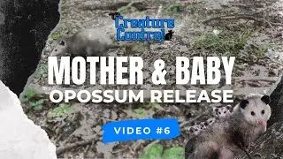 Mother & Baby Opossum Release | Video #6