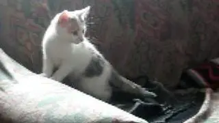 Kitten playing