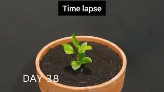 Growing apple from seeds 100 days in 1 minute#timelapse