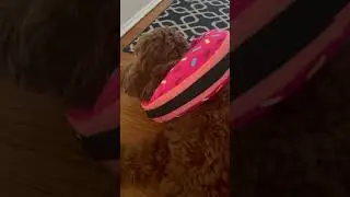 Inflatable dog cone collar. #goldendoodle #inflatabledogcollar #dog #fyp #familydog #amazonfinds