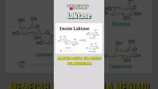 laktase #biologi #utbk #ipa