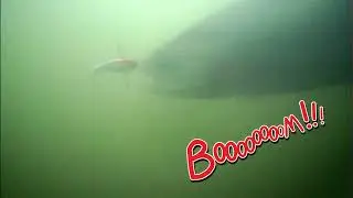 Видео поклевок форели на раттлин Chata Bee.