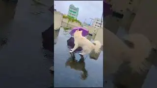 Make you laugh Today chotu is playing with umbrella ☔️#doglovers #cutedog #funnydogs #pets #chotu 🦮