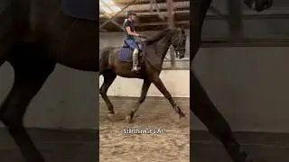 Biggest horse in the world back at it again