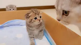“I can play outside to! ? ” The kitten asking the big brother cat was too cute.
