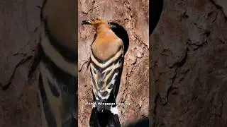 The Strange Beauty of the Hoopoe Bird Revealed!
