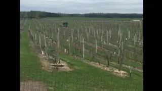 Wine Wisdom: Vines vs Frost