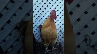 #chicken #singing #shorts