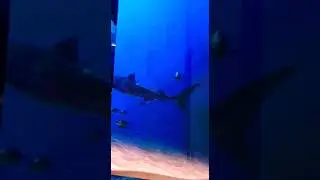 Under Water Museam part Bangladesh #military #museum #bangladesh #sealife #shorts #blue