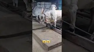 Biggest Maharashtra Bullockcart Race Bull #tergaonracr #jallikattu