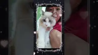 Meow & Woo Pet Mart: Your Trusted Pet Hotel and Care Center
