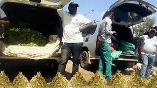 A LOOK AT THE KENYAN MIRAA AND JABA MARKET NAIROBI NGARA [ TSUNAMI] EPISODE 106