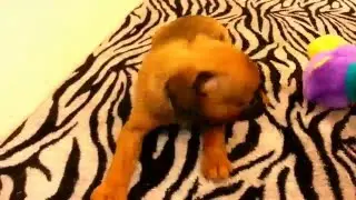 Smooth coat Brussels Griffon puppy Sophie for sale in Texas