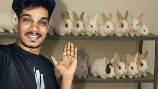 Rabbit Babies Vlogs