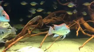 Red head tapajos