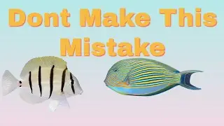 New Aquarium Fish Died (Choosing The Right Fish For Your Reef Tank Aquarium) Don't Make This Mistake