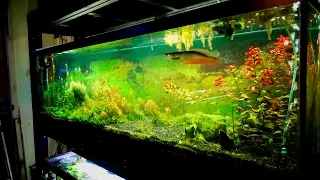 Fish Room Tour ! L.R. Bretz's Aquatics !